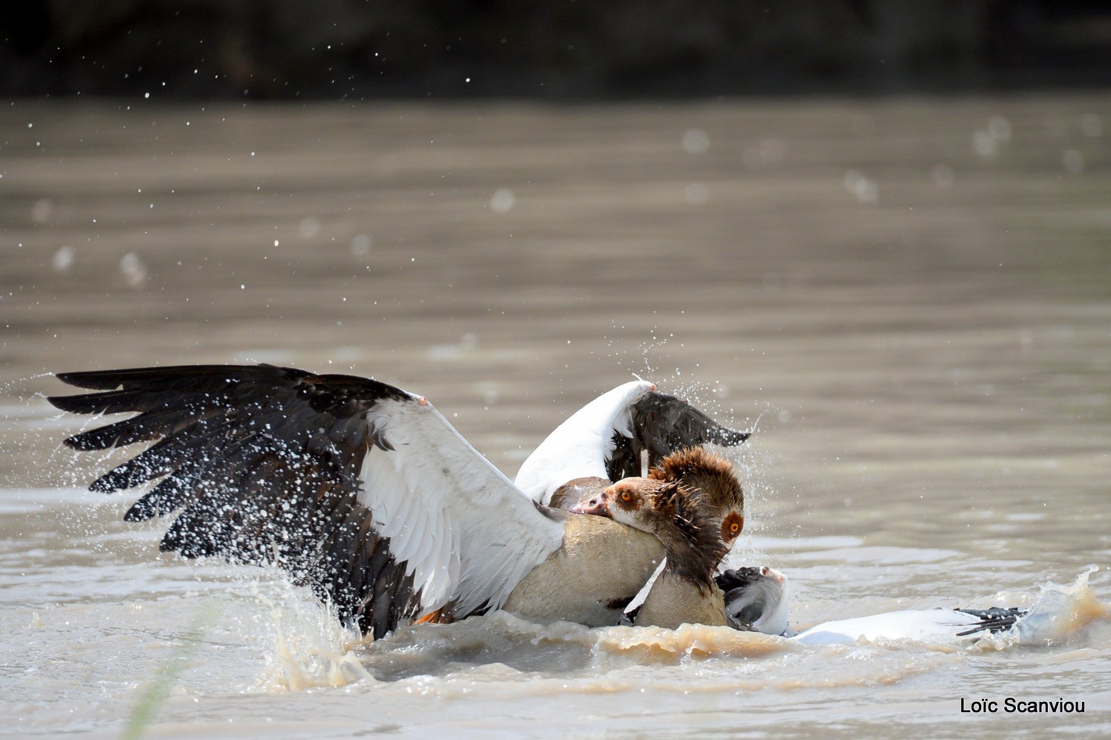 Combat d'ouettes d'Egypte/Egyptian Geese fighting (12)