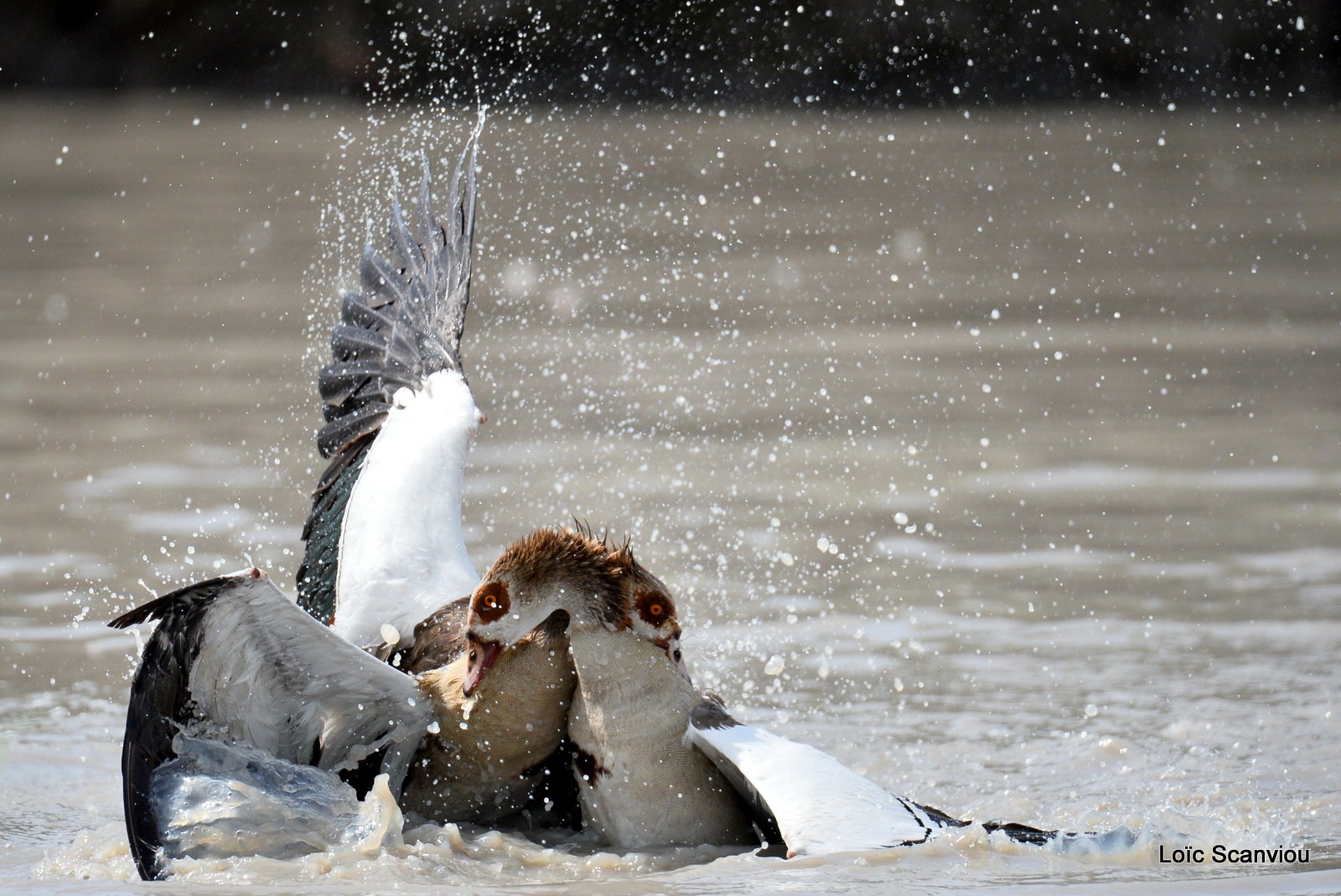 Combat d'ouettes d'Egypte/Egyptian Geese fighting (13)