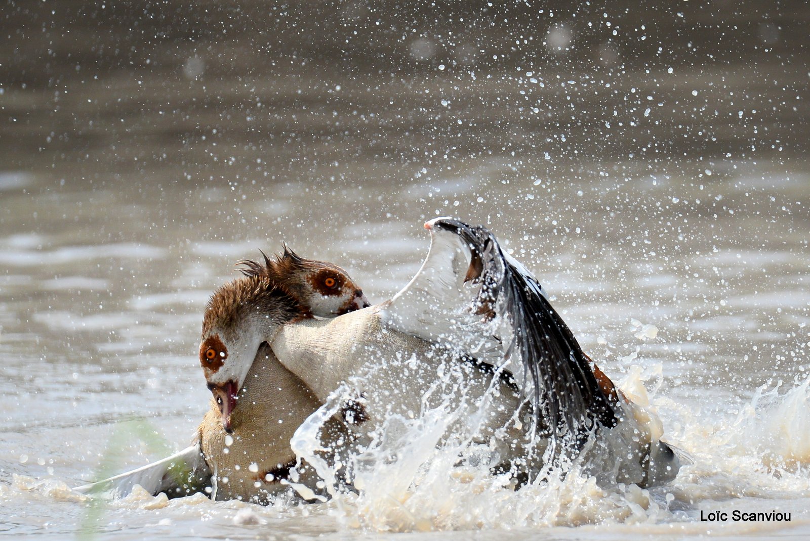 Combat d'ouettes d'Egypte/Egyptian Geese fighting (14)