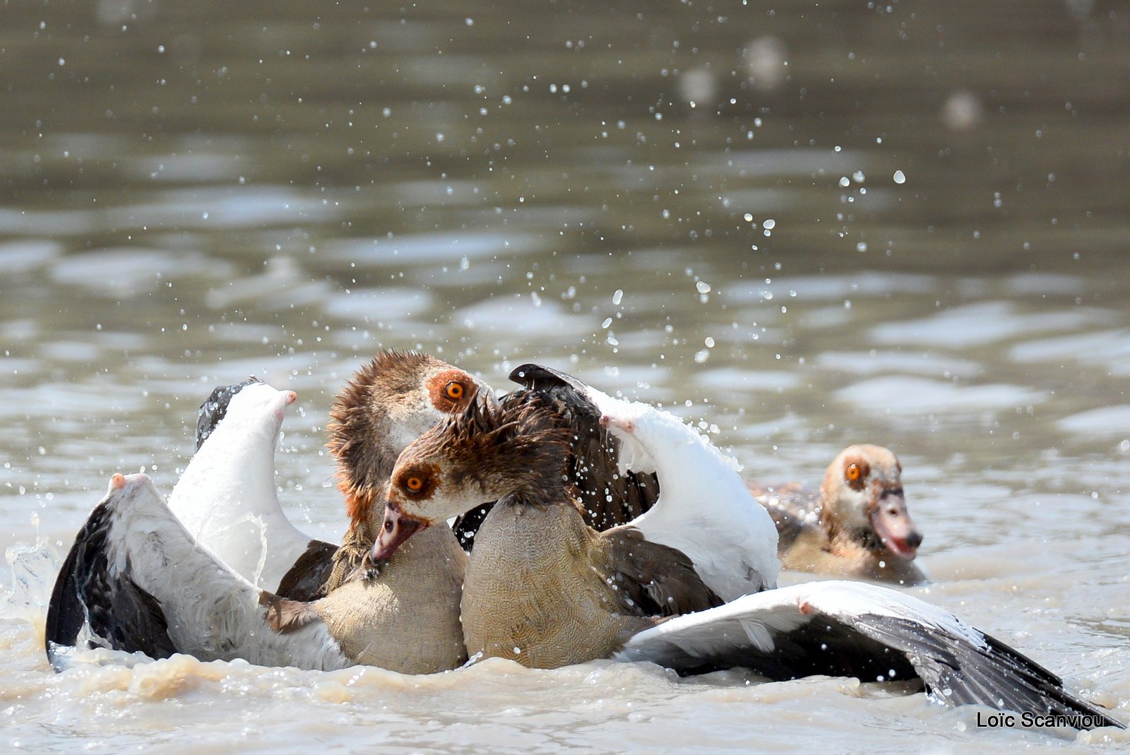 Combat d'ouettes d'Egypte/Egyptian Geese fighting (15)