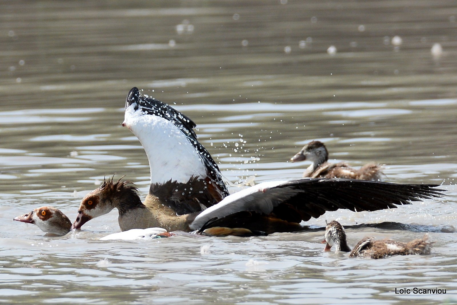 Combat d'ouettes d'Egypte/Egyptian Geese fighting (16)