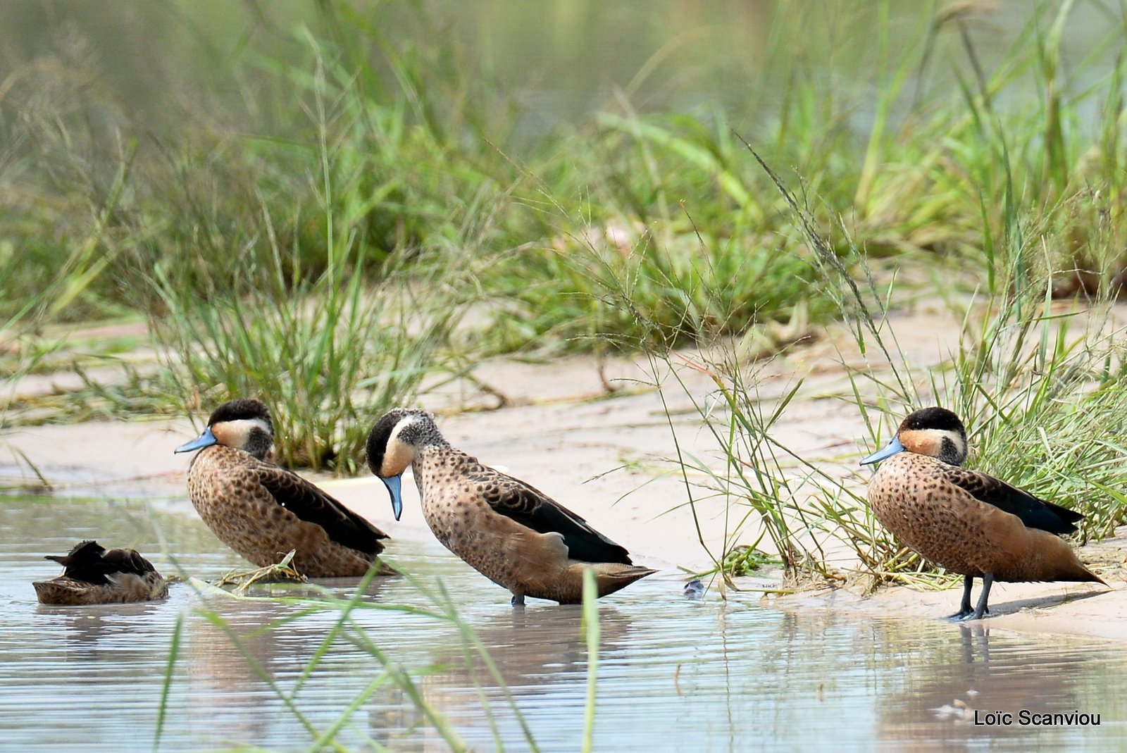 Sarcelle hottentote/Hottentot Teal (1)