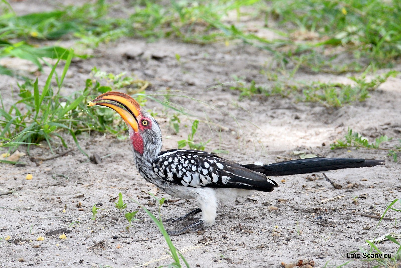 Calao leucomèle/Southern Yellow-billed Hornbill (1)