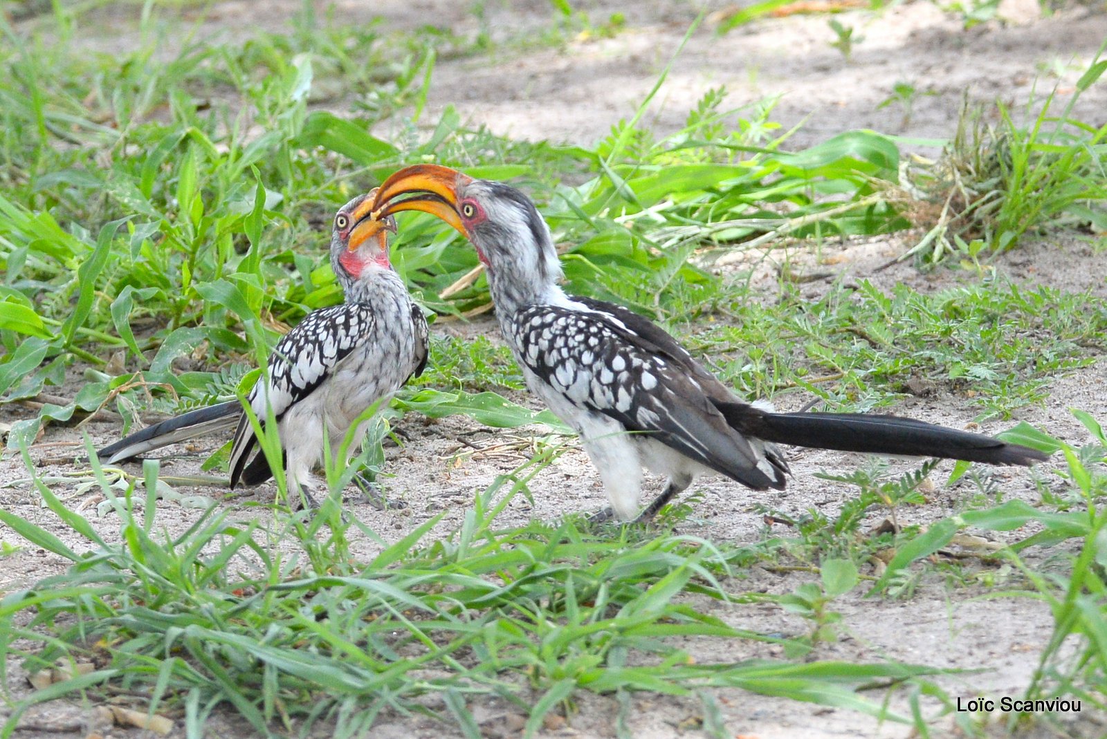 Calao leucomèle/Southern Yellow-billed Hornbill (2)