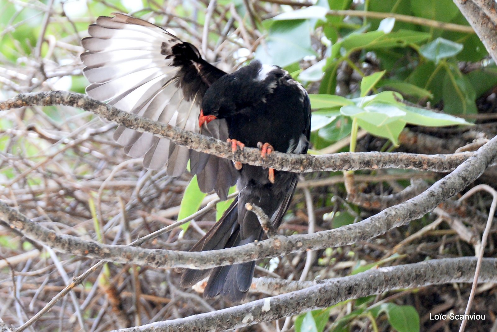 Alecto à bec rouge/Red-billed Buffalo-Weaver (1)