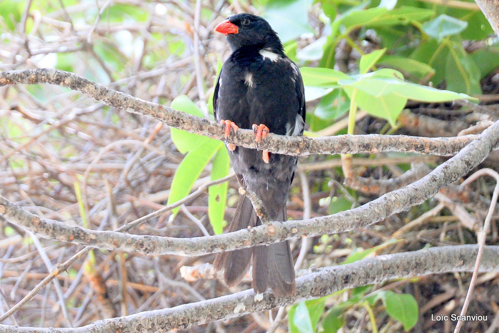 Alecto à bec rouge/Red-billed Buffalo-Weaver (2)