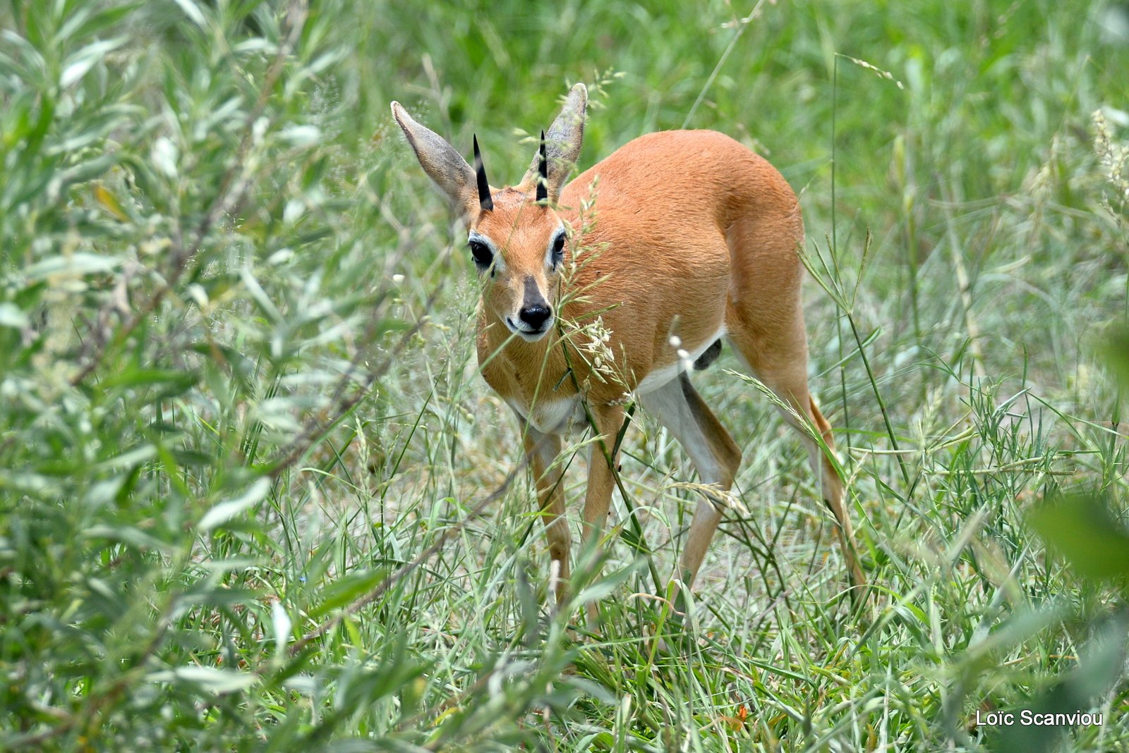 Raphicère champêtre/Steenbok (1)