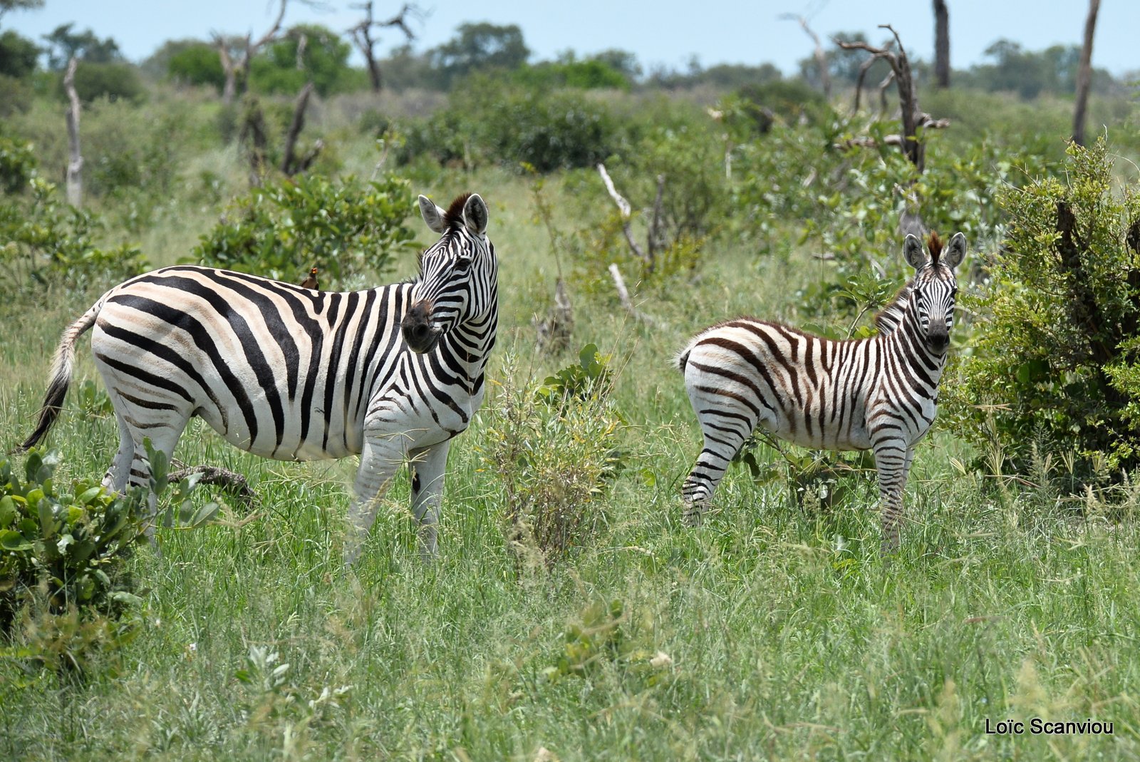 Zèbres/Zebras (1)