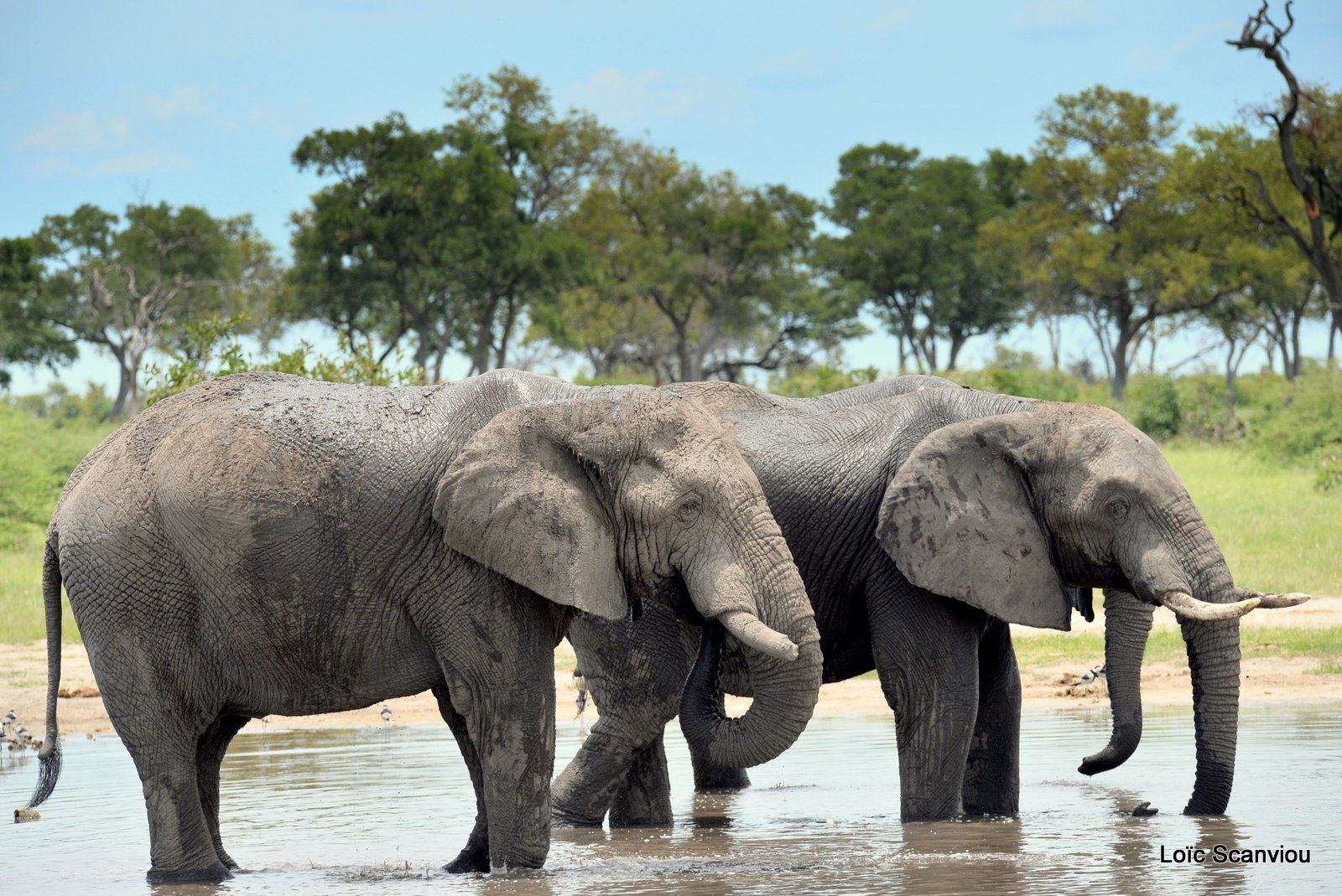 Eléphant d'Afrique/African Elephant (4)