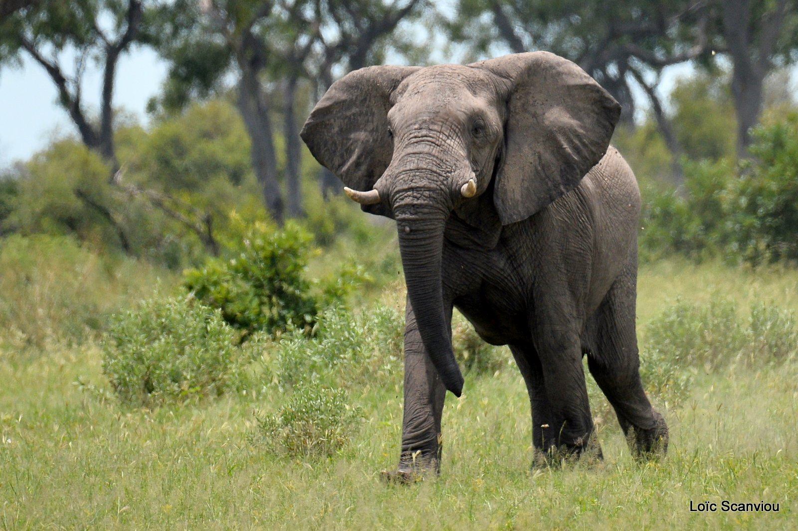 Eléphant d'Afrique/African Elephant (5)