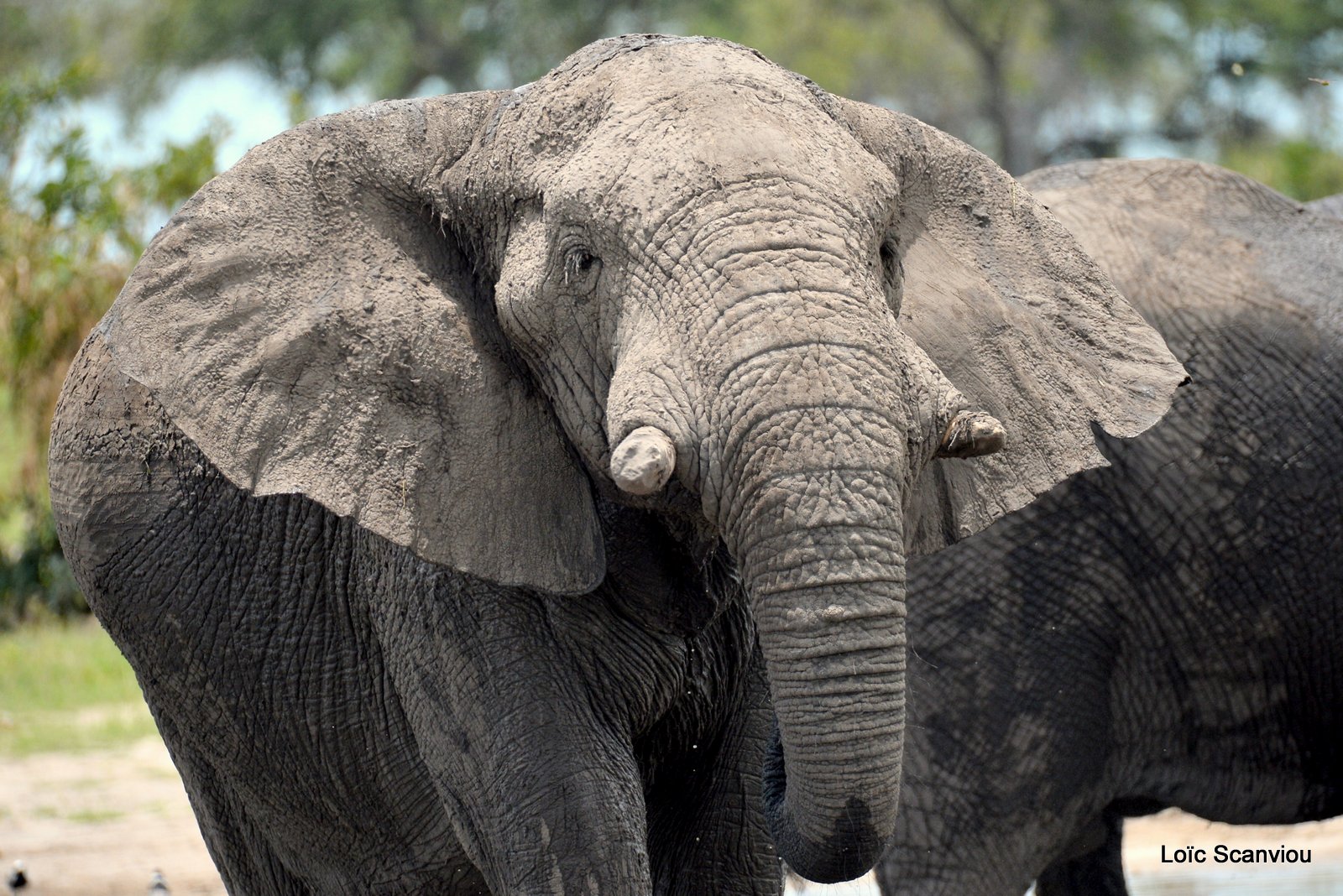 Eléphant d'Afrique/African Elephant (6)