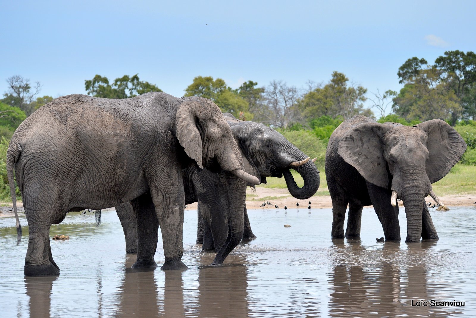 Eléphant d'Afrique/African Elephant (7)