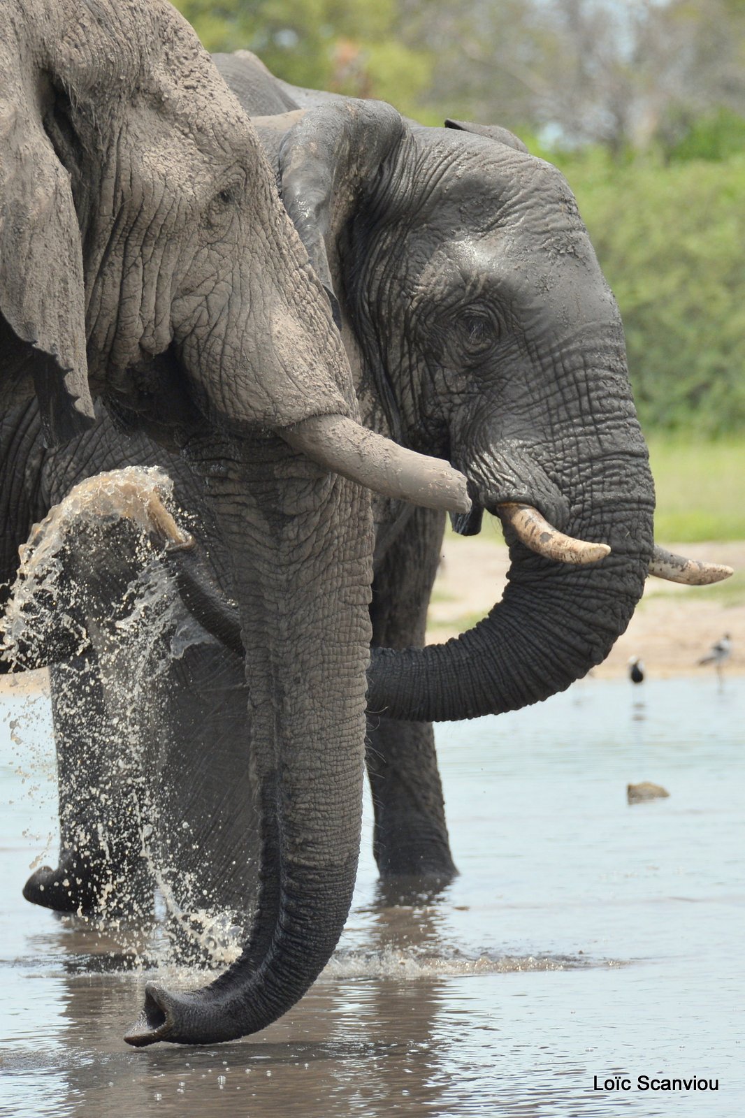 Eléphant d'Afrique/African Elephant (8)