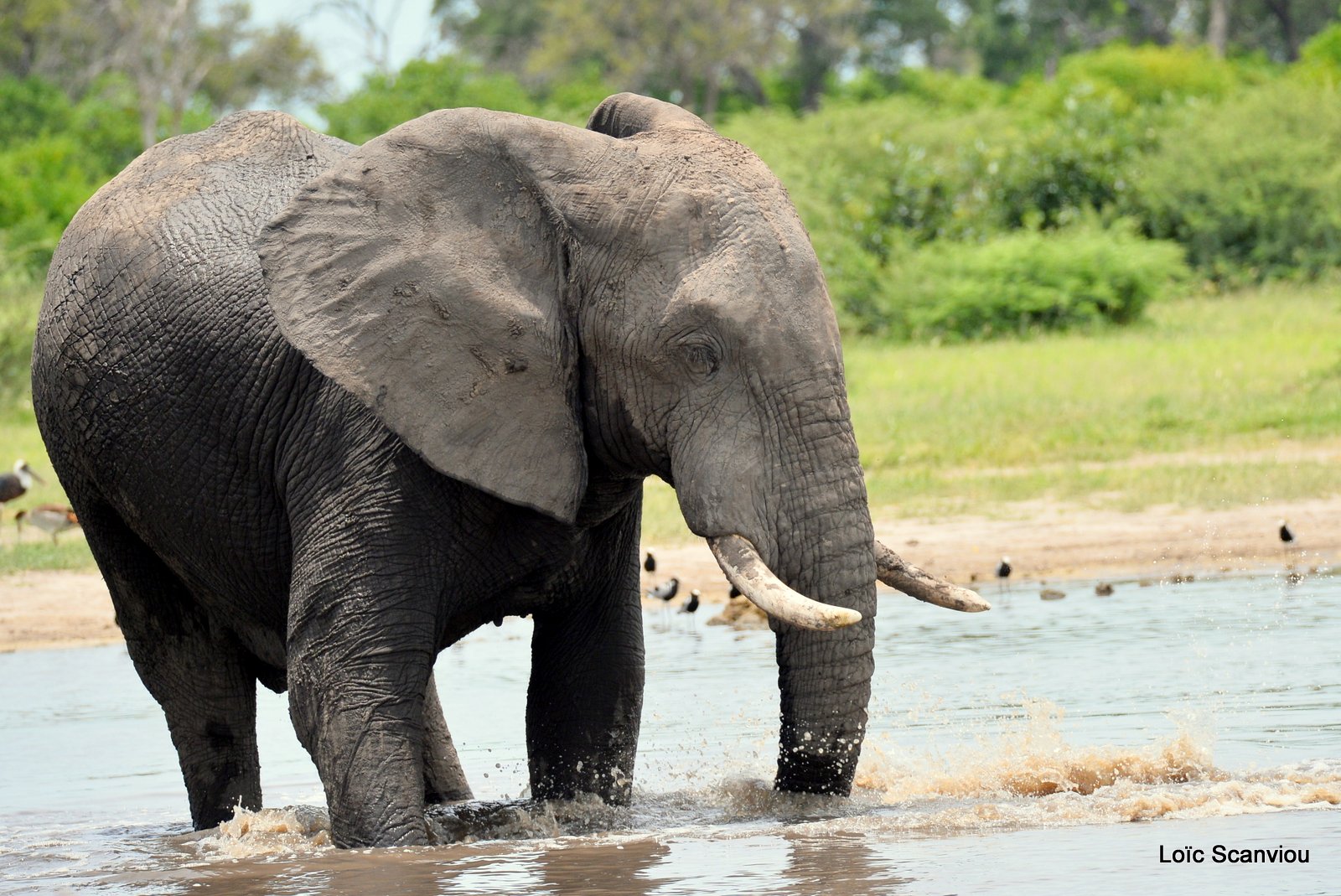 Eléphant d'Afrique/African Elephant (9)