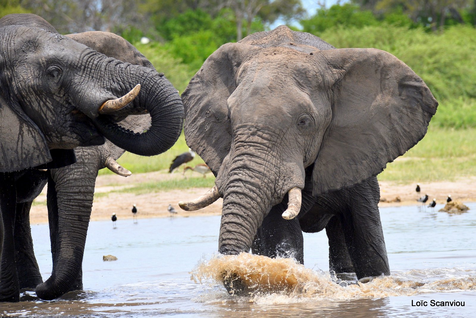 Eléphant d'Afrique/African Elephant (10)