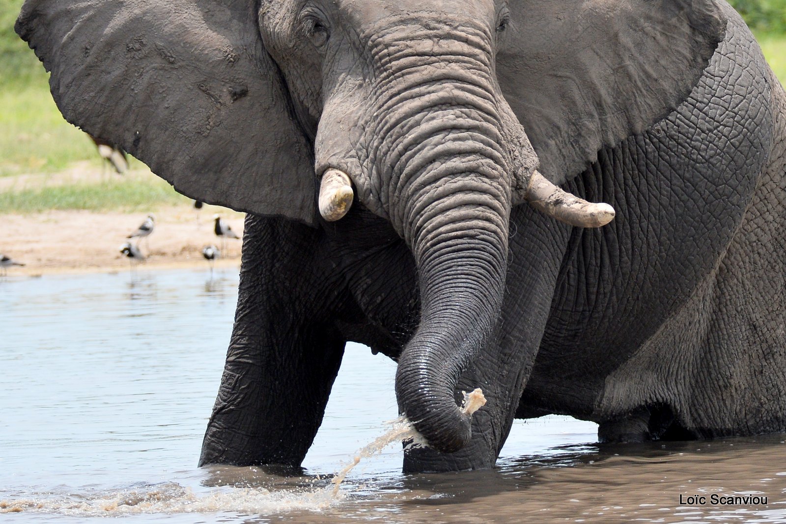 Eléphant d'Afrique/African Elephant (11)