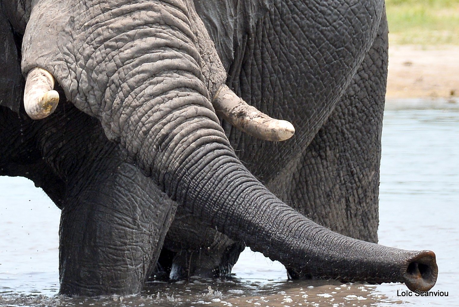 Eléphant d'Afrique/African Elephant (12)