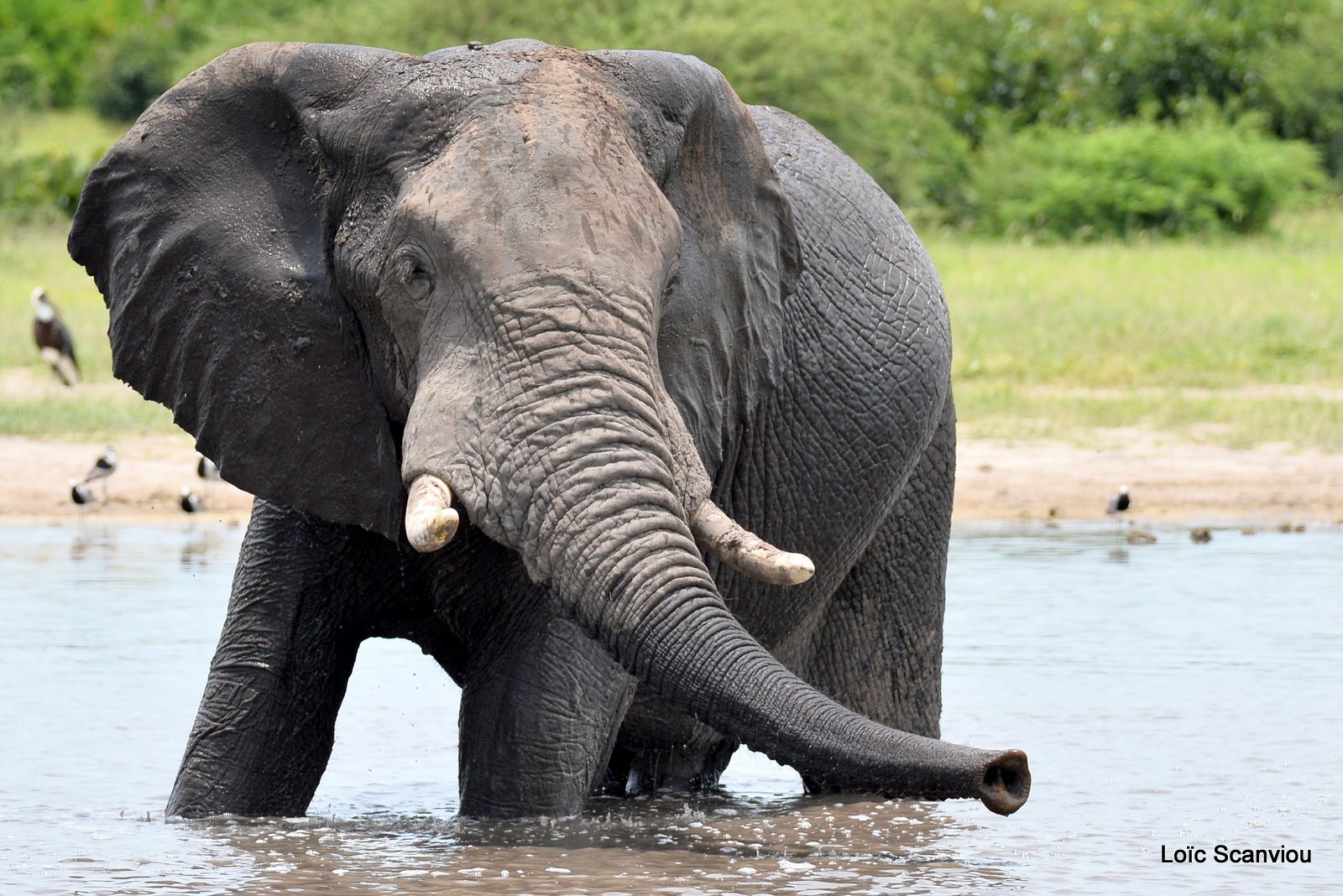 Eléphant d'Afrique/African Elephant (13)