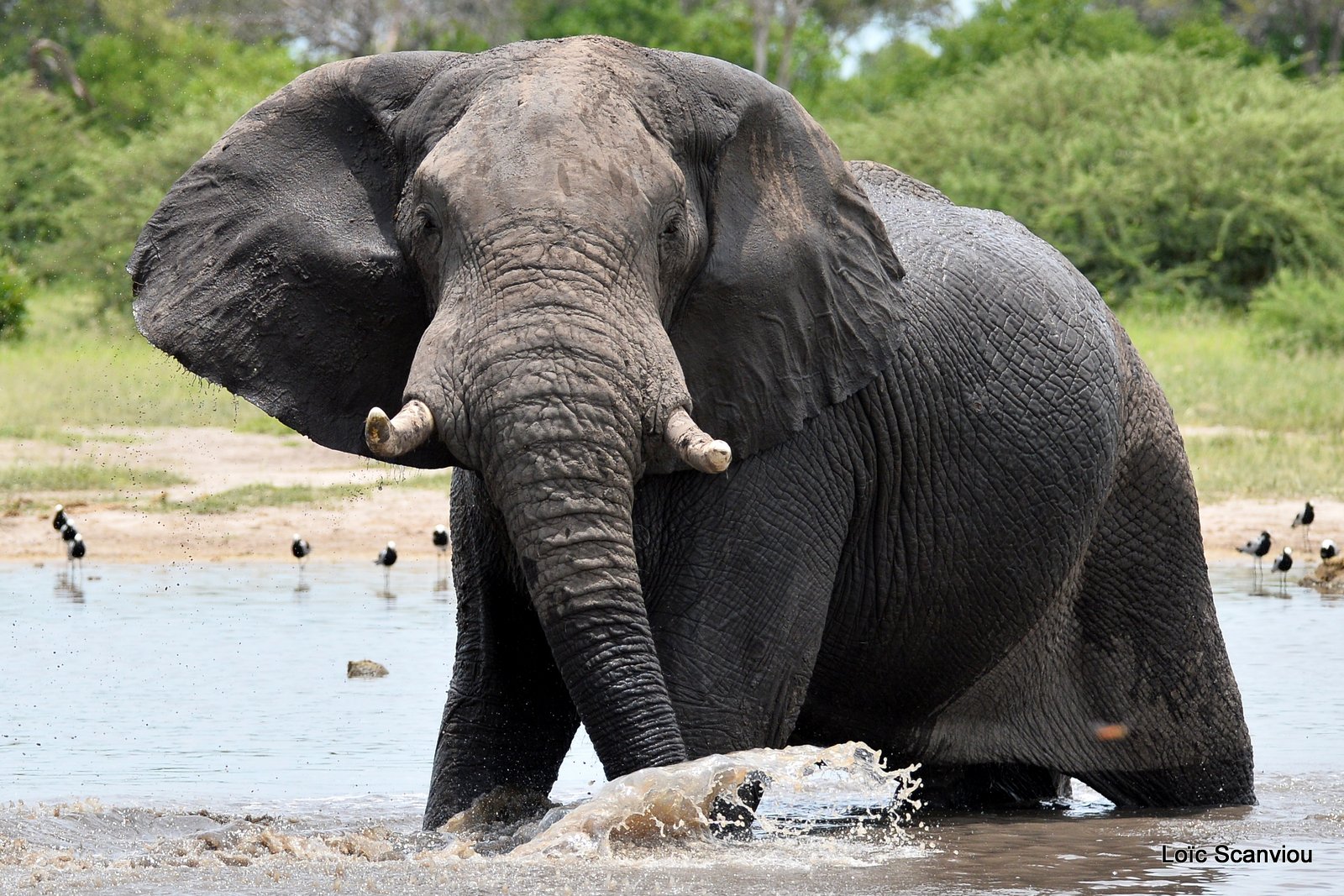 Eléphant d'Afrique/African Elephant (14)