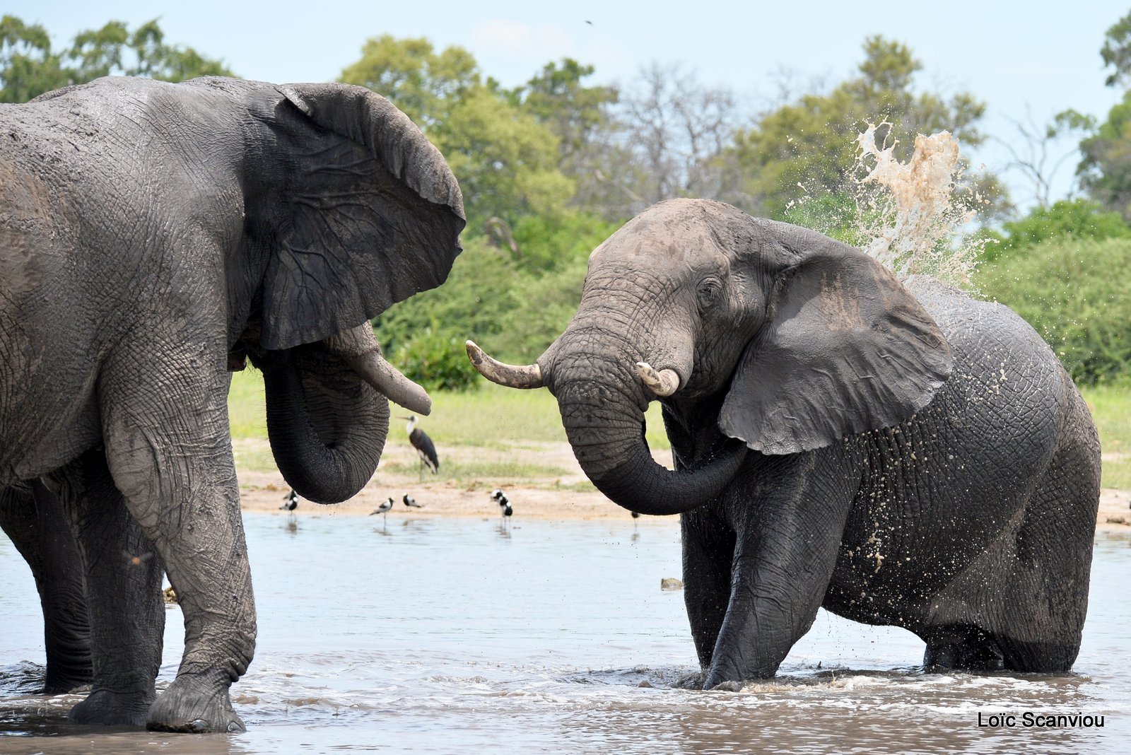 Eléphant d'Afrique/African Elephant (15)