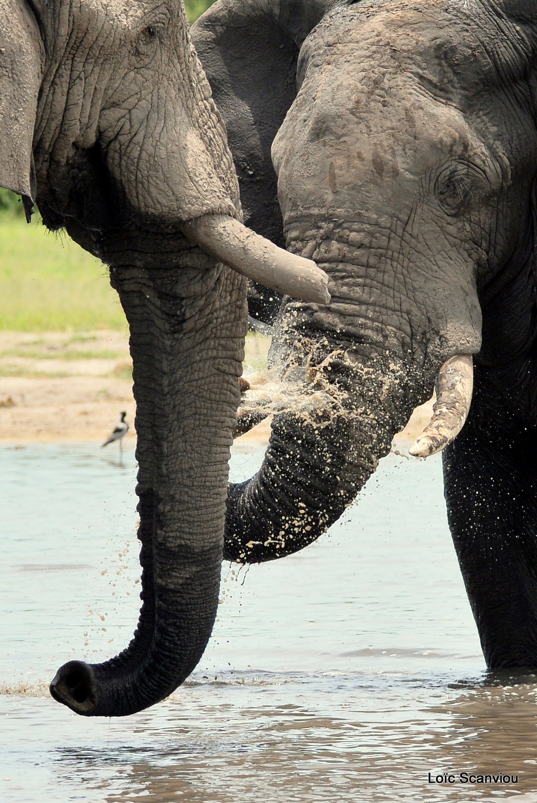 Eléphant d'Afrique/African Elephant (16)