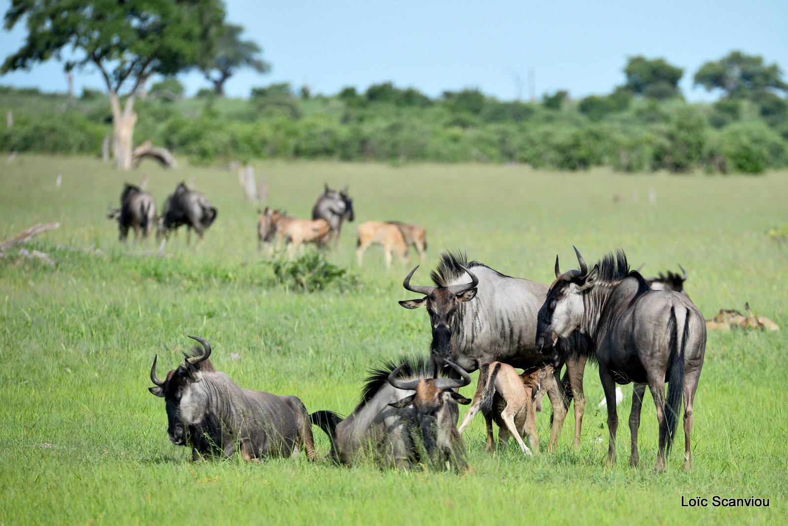 Gnou bleu/Wildebeest (1)