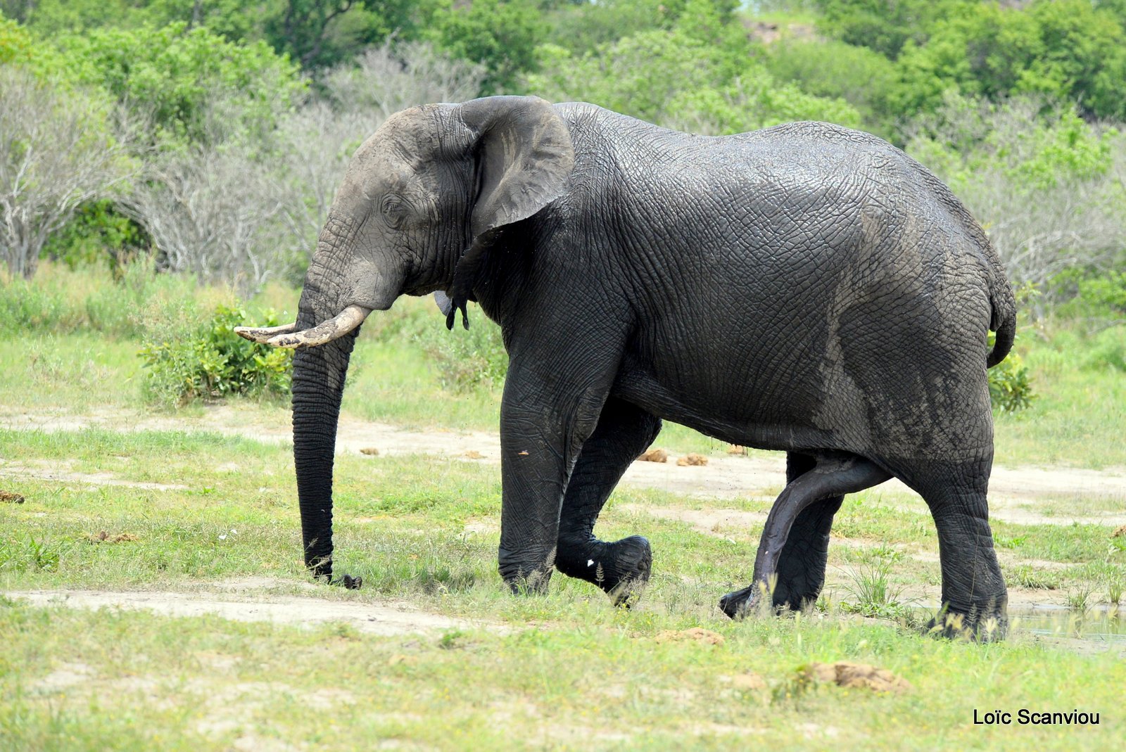 Eléphant d'Afrique/African Elephant (17)