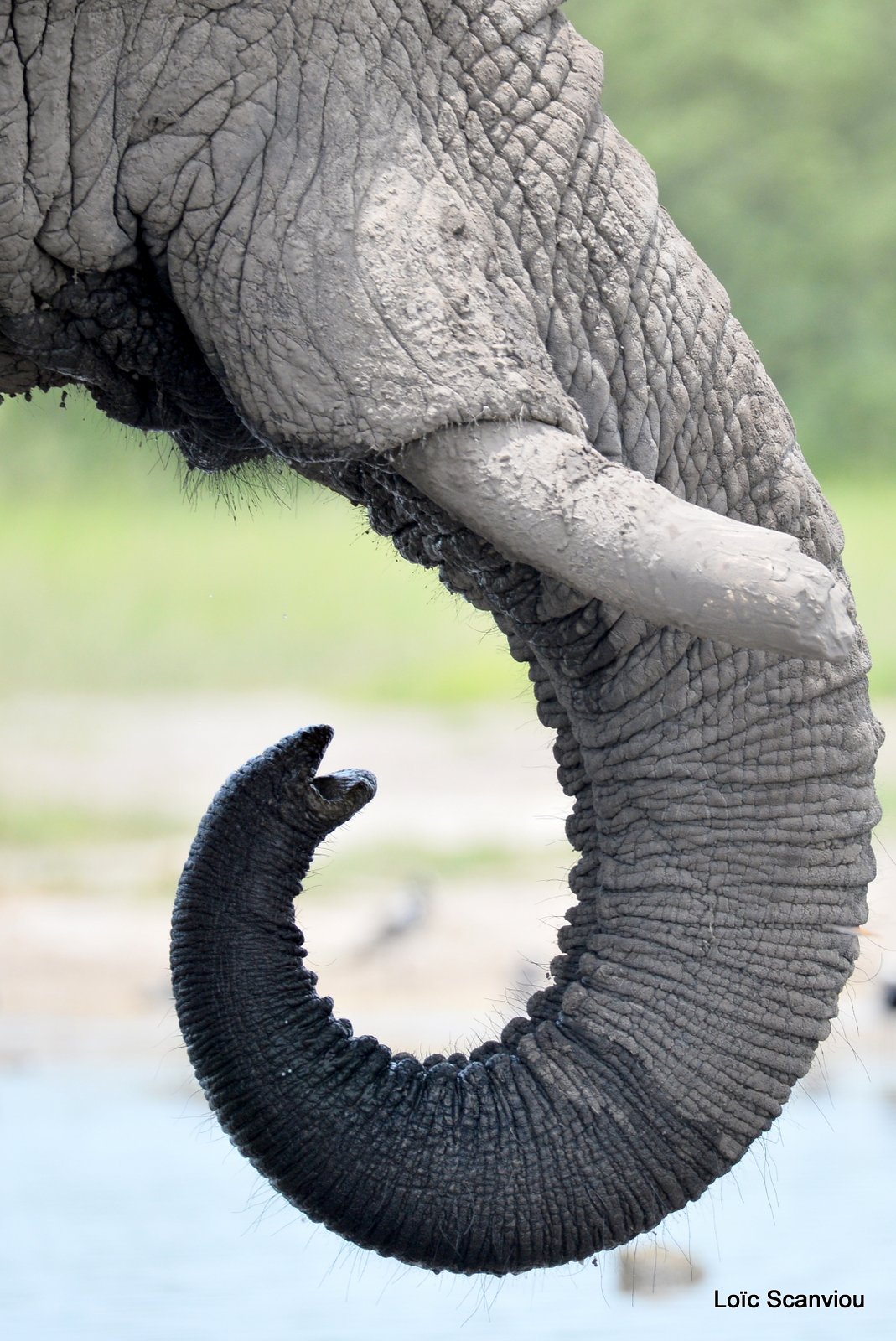 Eléphant d'Afrique/African Elephant (18)