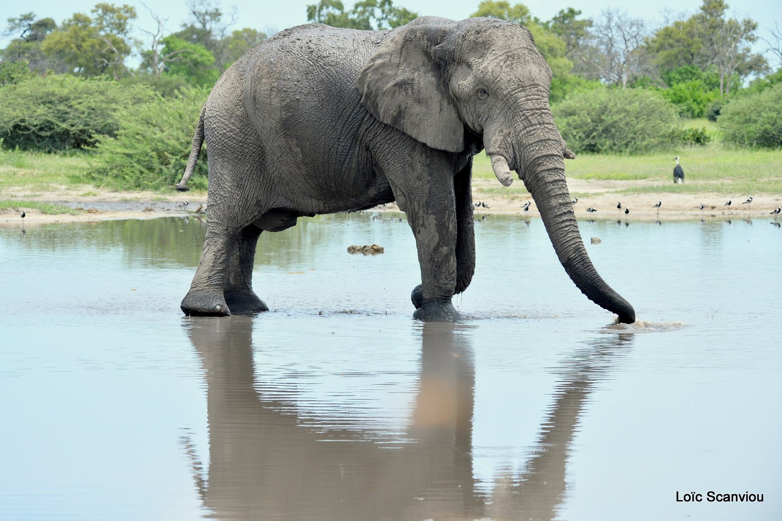 Eléphant d'Afrique/African Elephant (19)