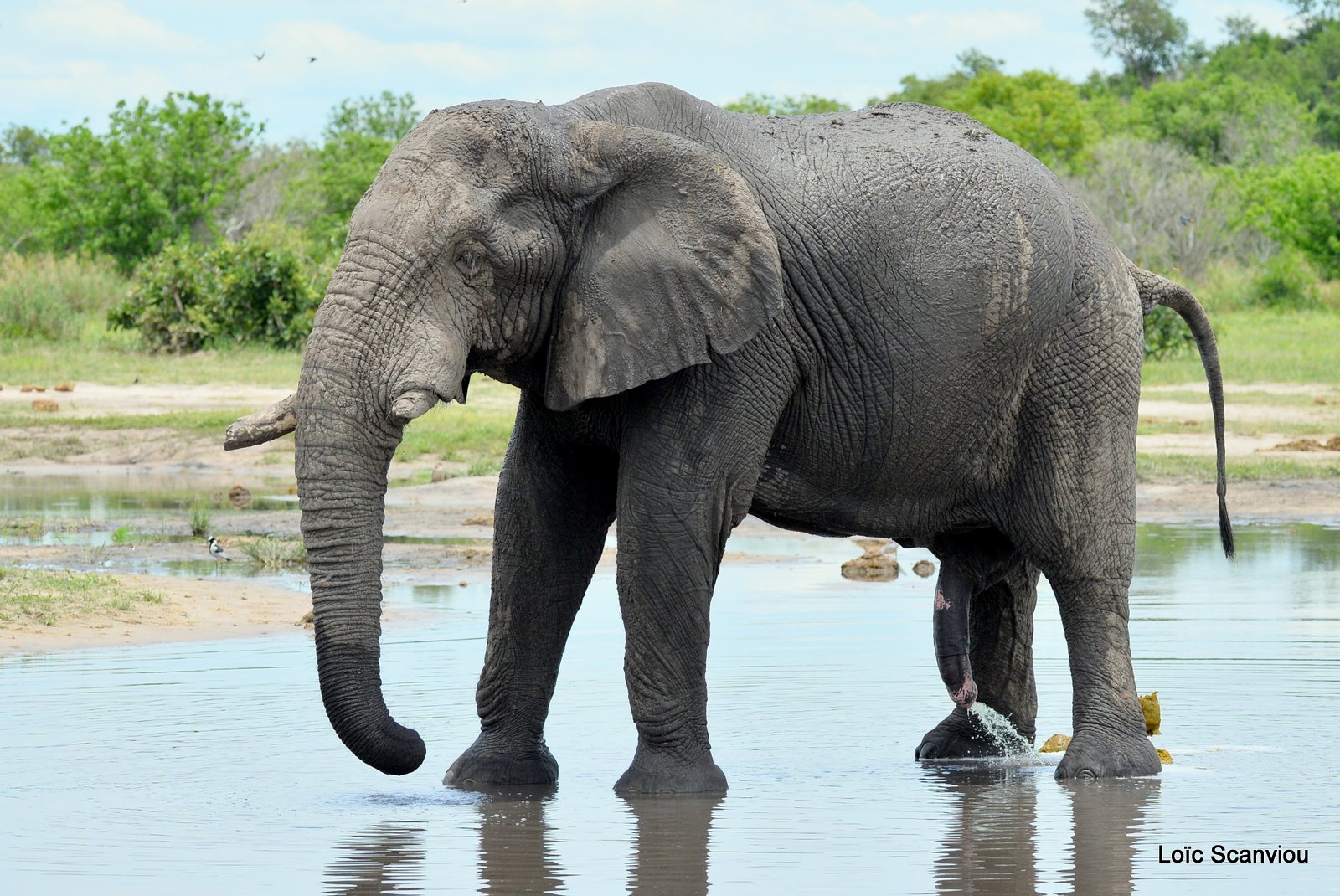 Eléphant d'Afrique/African Elephant (20)