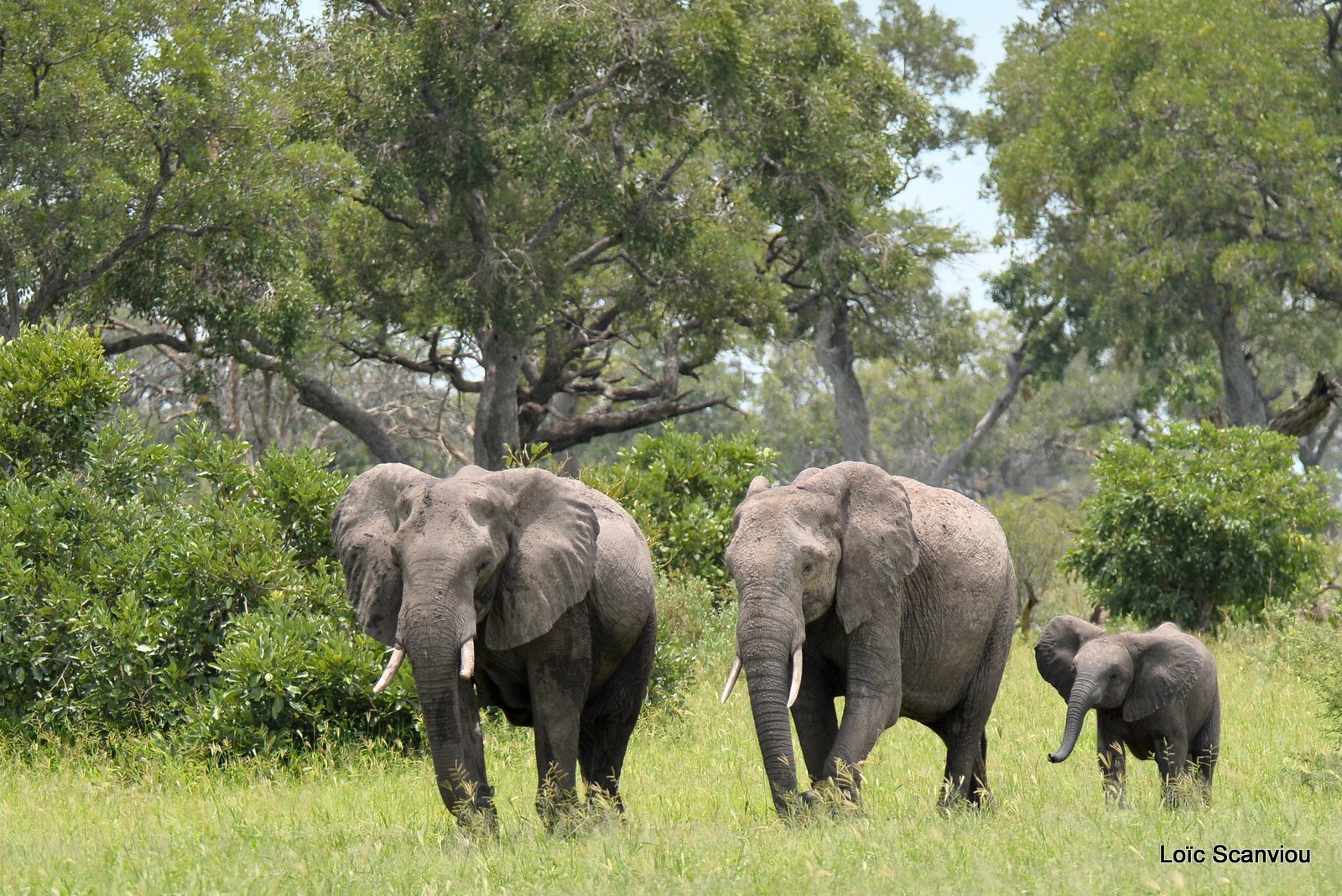 Eléphant d'Afrique/African Elephant (21)