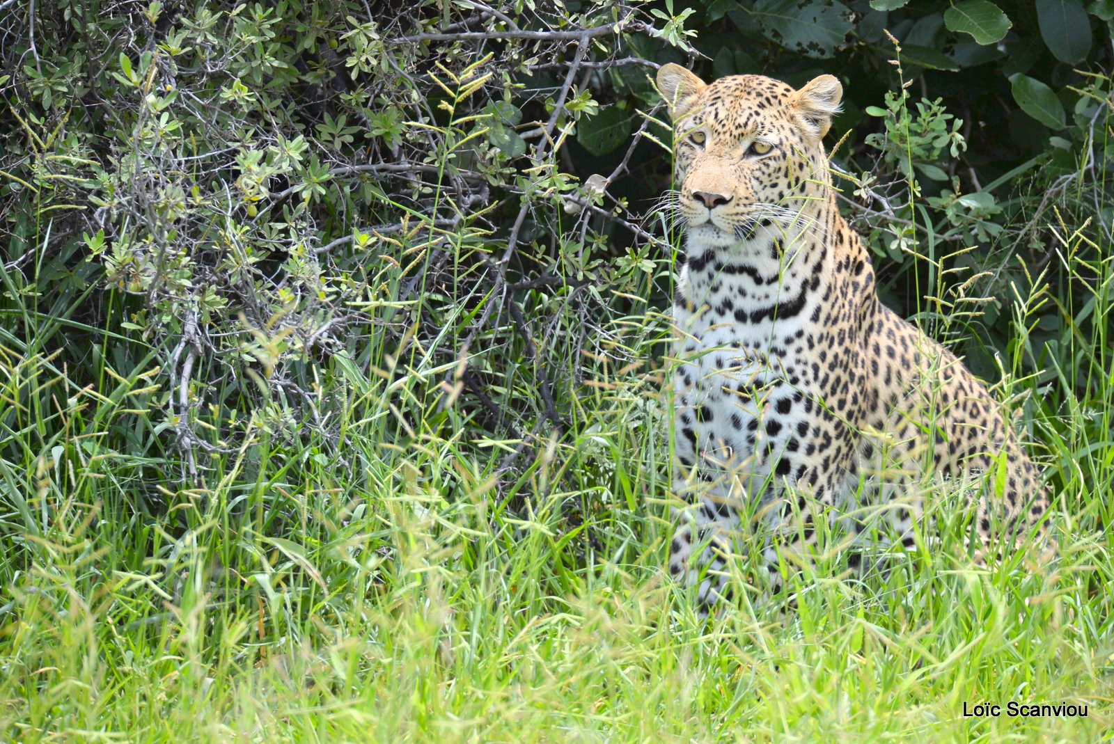 Léopard/Leopard (9)