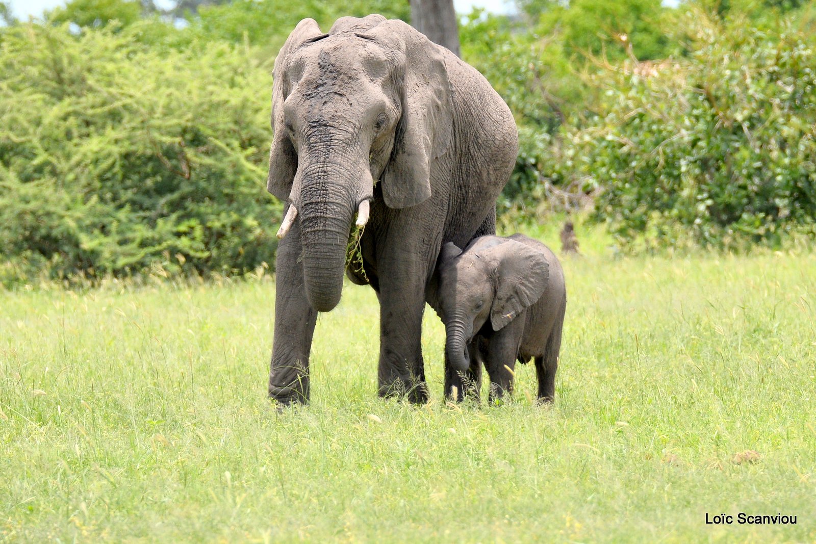 Eléphant d'Afrique/African Elephant (22)