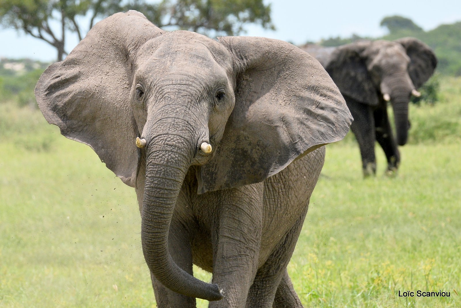 Eléphant d'Afrique/African Elephant (23)