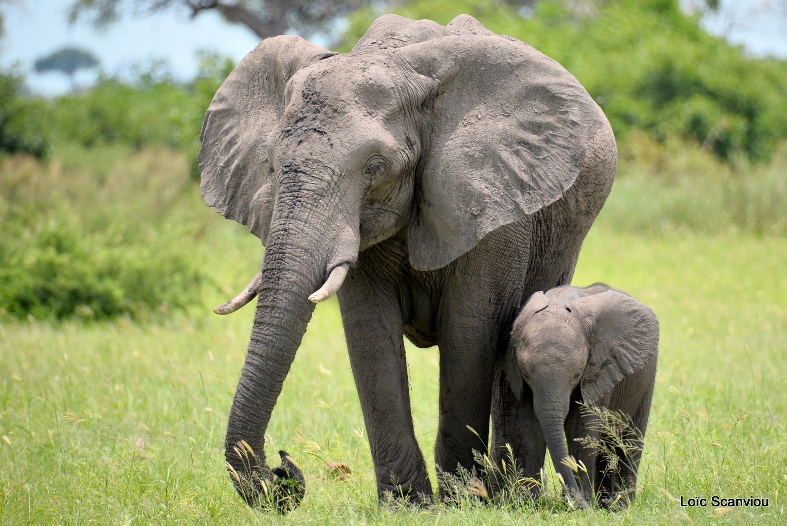 Eléphant d'Afrique/African Elephant (24)