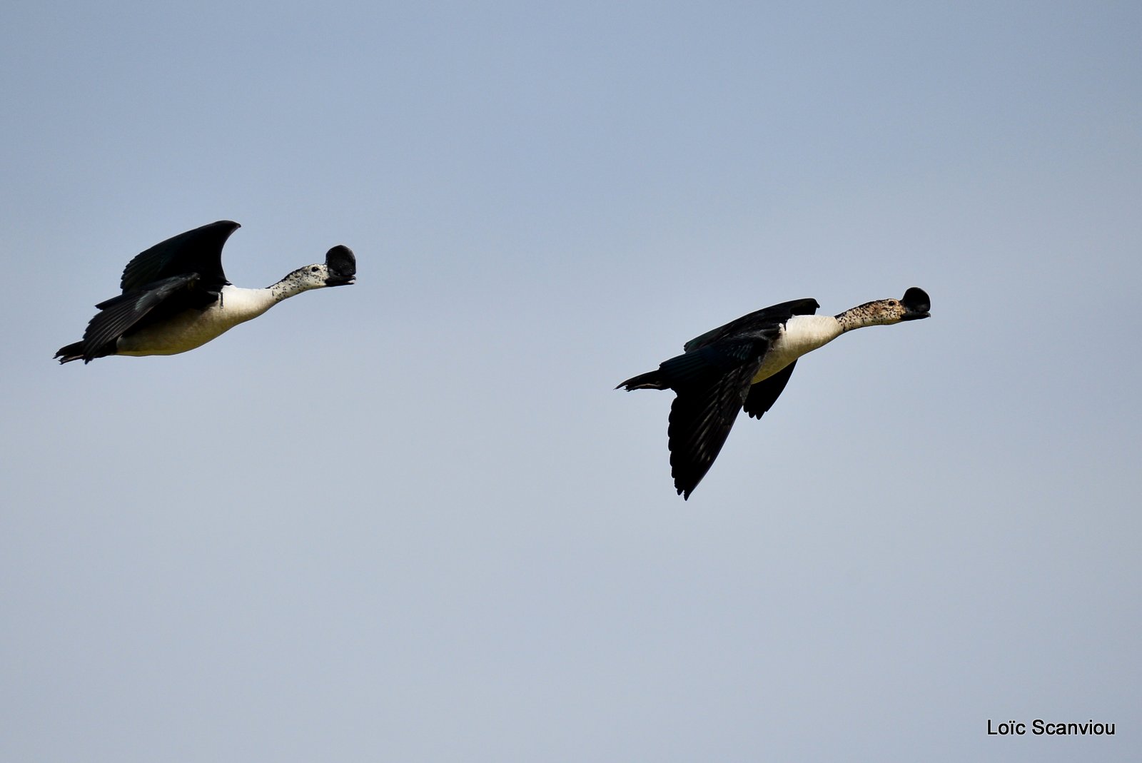 Canard à bosse/Comb Duck (1)