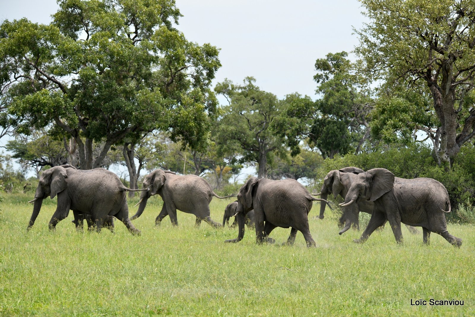 Eléphant d'Afrique/African Elephant (25)