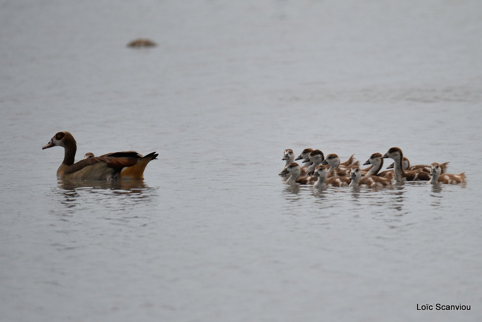 Ouettes d'Egypte/Egyptian Geese (1)