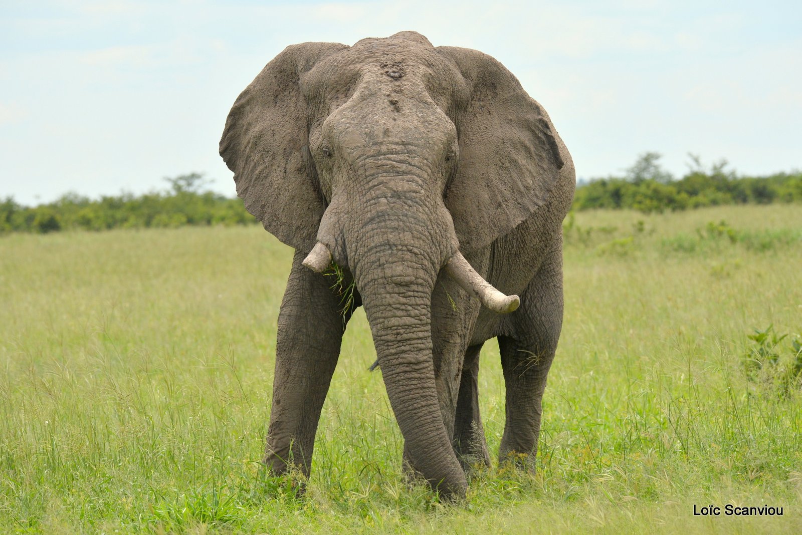 Eléphant d'Afrique/African Elephant (26)