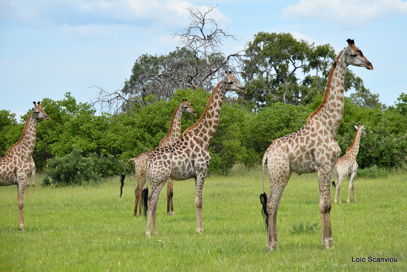 Girafe du Sud/Southern Giraffe (2)