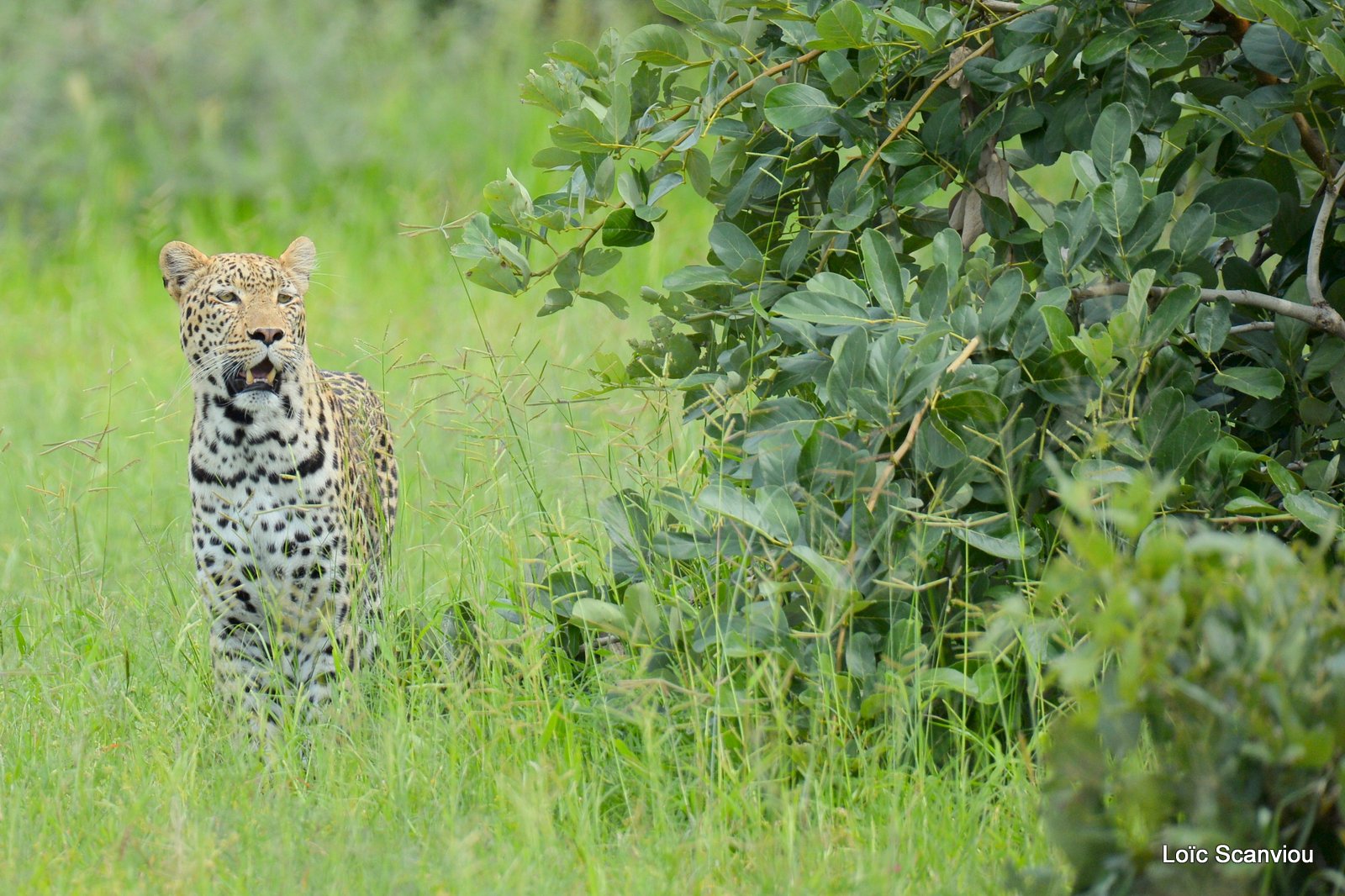 Léopard/Leopard (2)