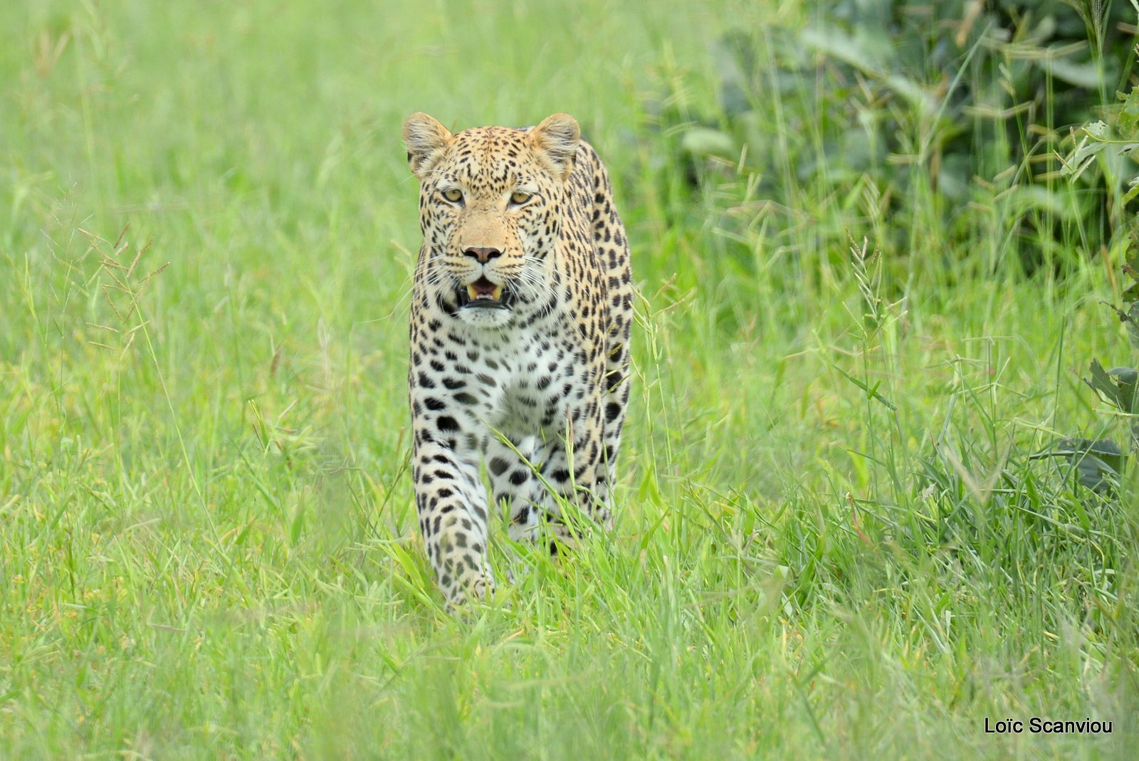 Léopard/Leopard (3)