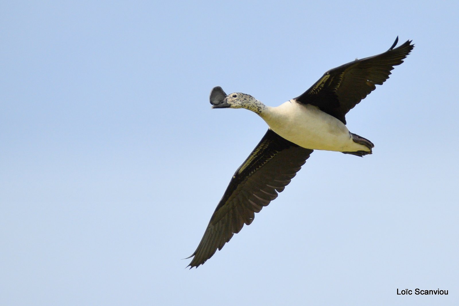 Canard à bosse/Comb Duck (2)