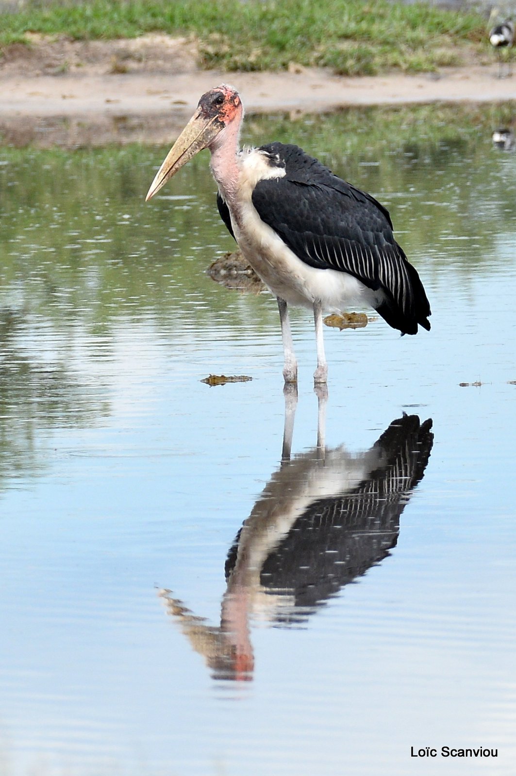 Marabout/ Marabou Stork (1)