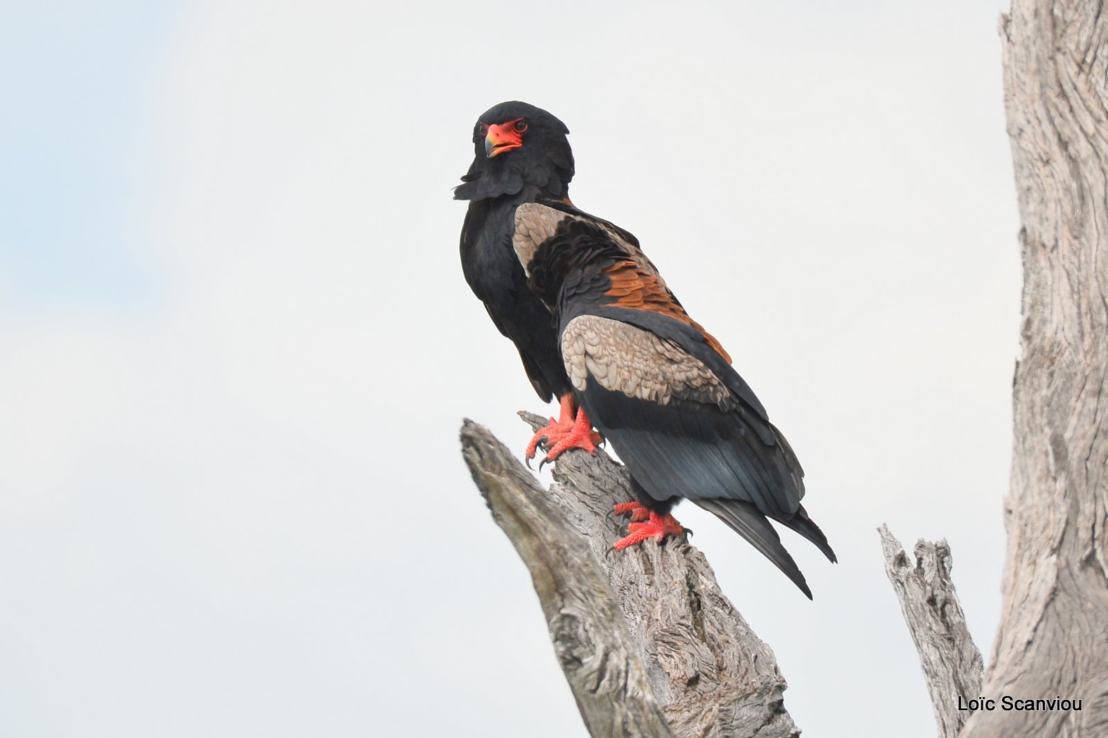 Aigle bateleur/Bateleur Eagle (1)