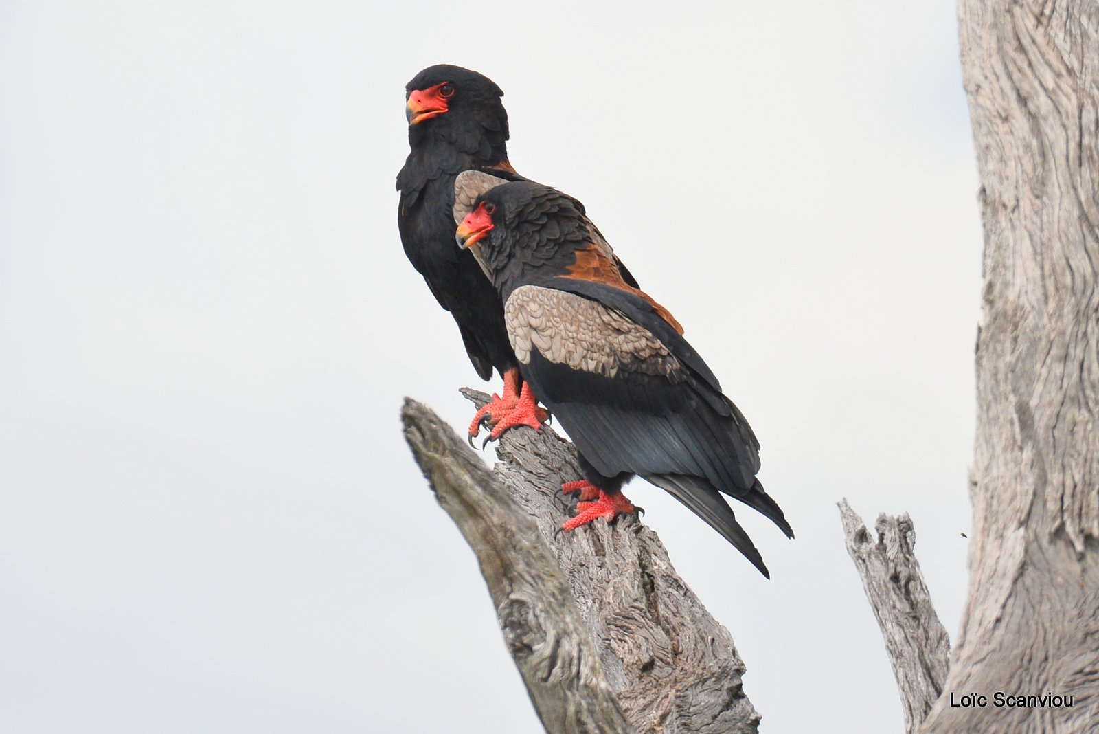 Aigle bateleur/Bateleur Eagle (2)