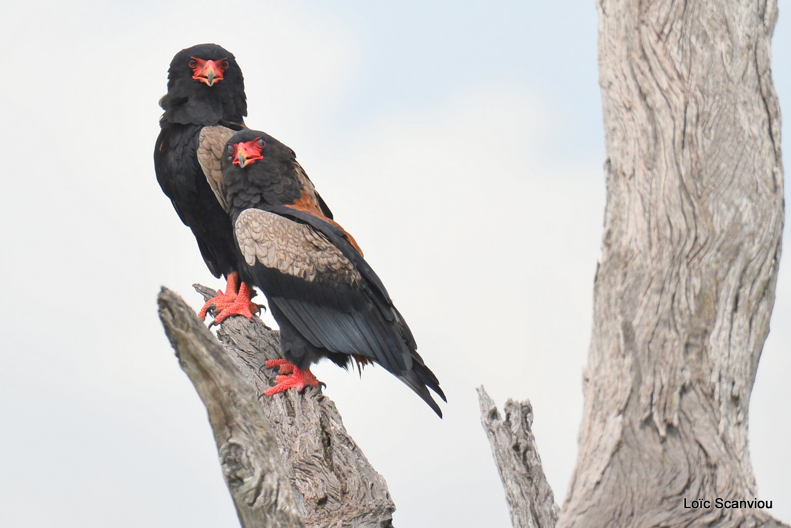 Aigle bateleur/Bateleur Eagle (3)