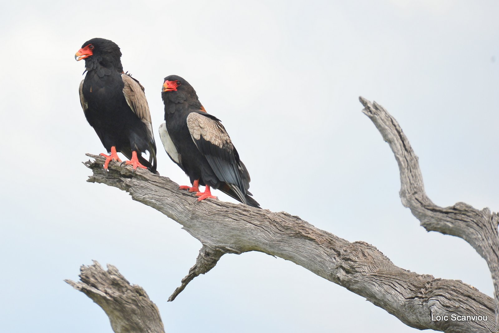 Aigle bateleur/Bateleur Eagle (4)