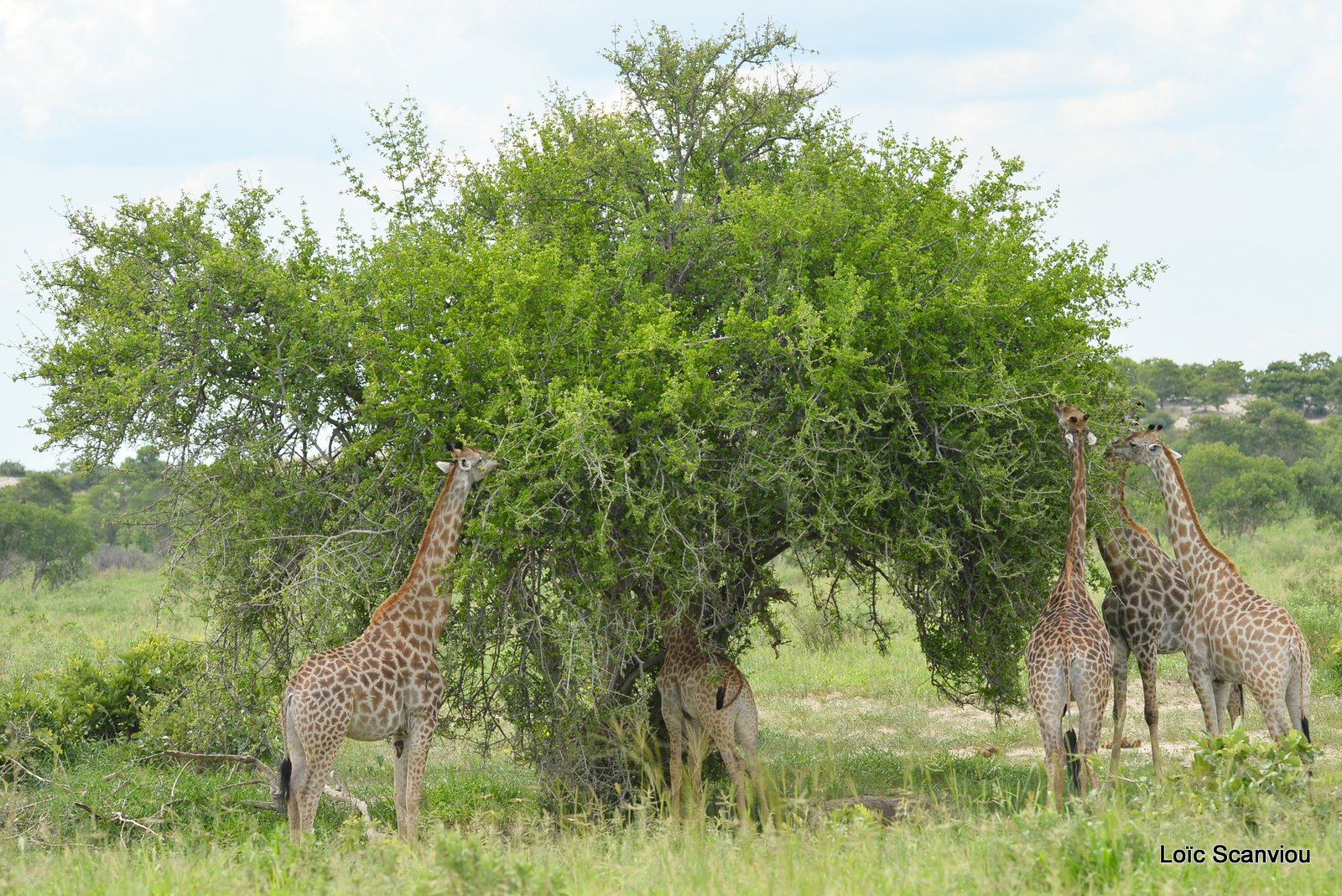 Girafe du Sud/Southern Giraffe (3)