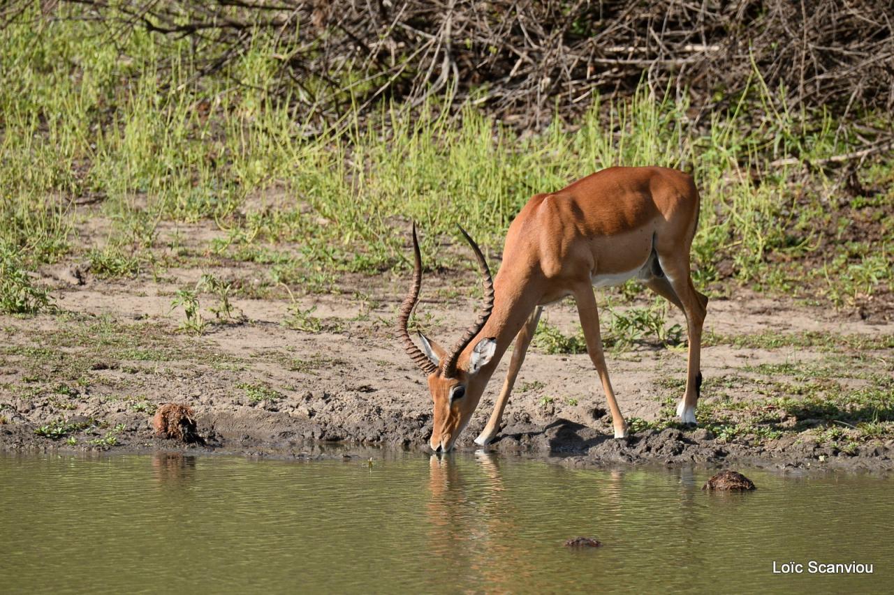 Impala (2)